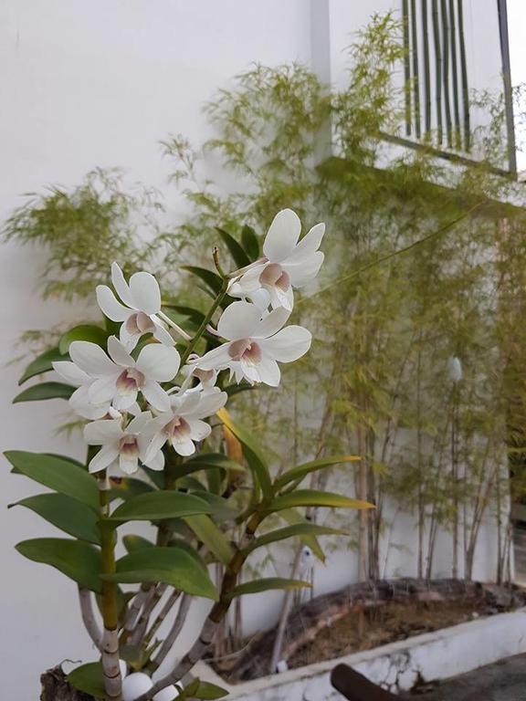 Orchid Lagan Place Palawan Puerto Princesa Екстериор снимка